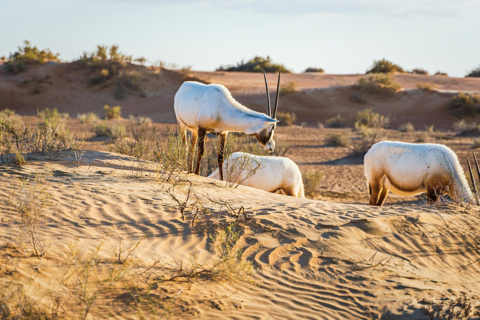 Premium Desert Safari with VIP Service: An Unforgettable Experience