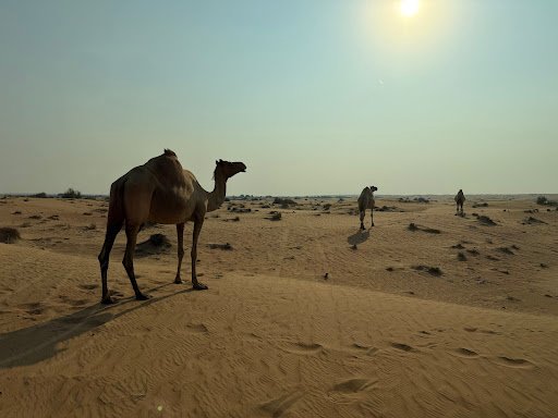 Photo from customer review